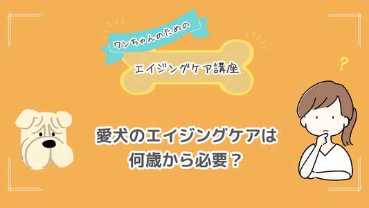 愛犬のエイジングケアは何歳から必要?