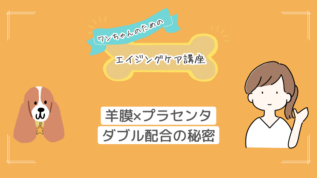 シニア犬に「羊膜エキス末×プラセンタエキス末」のダブル配合が必要な理由｜最新研究から読み解くエイジングケアの新常識