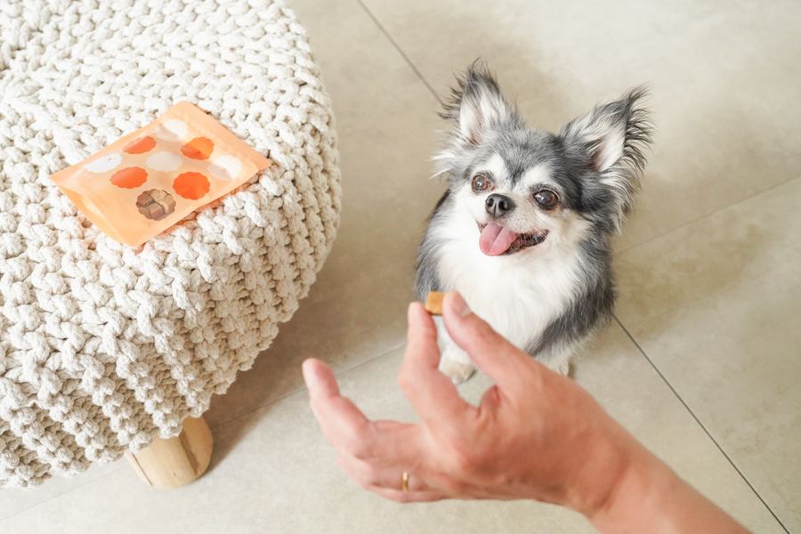 OIDEのおやつを待つ犬