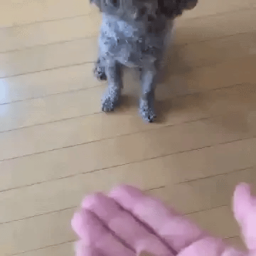 OIDEを食べるくうちゃん