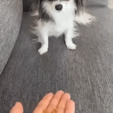 OIDEを食べるリッキーくん